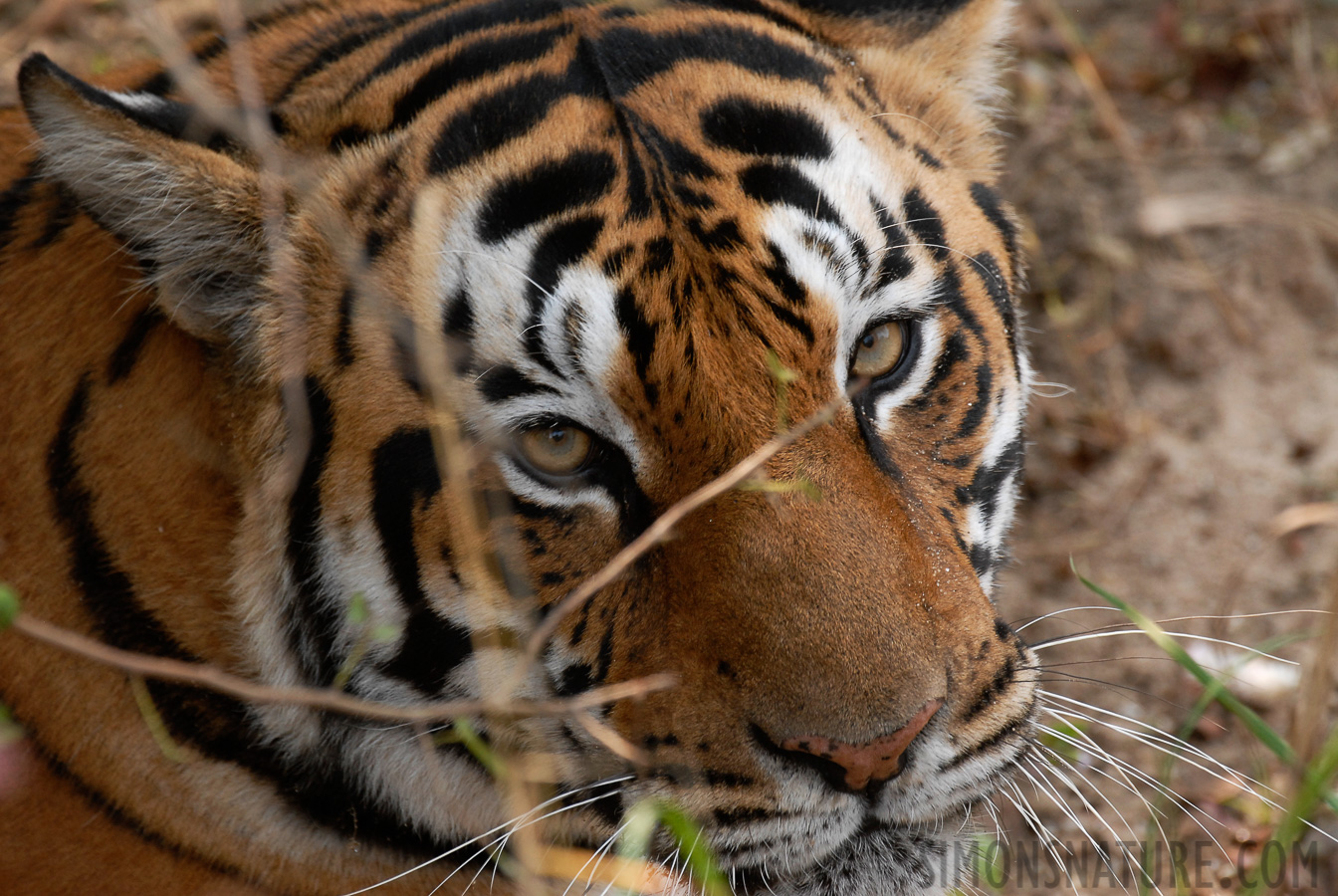 Panthera tigris tigris [380 mm, 1/160 Sek. bei f / 6.3, ISO 400]