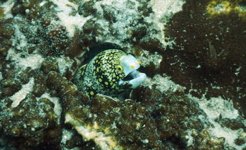 Snowflake moray [Echidna nebulosa]