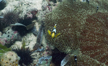 Allards Anemonenfisch [Amphiprion allardi]