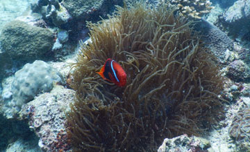 Schwarzflossen-Anemonenfisch [Amphiprion melanopus]