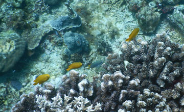 Herald's angelfish [Centropyge heraldi]