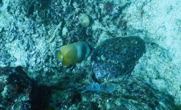 Kleins Falterfisch [Chaetodon kleinii]