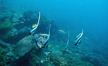 Gemeiner Wimpelfisch [Heniochus acuminatus]