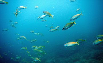 Bigeye snapper [Lutjanus lutjanus]