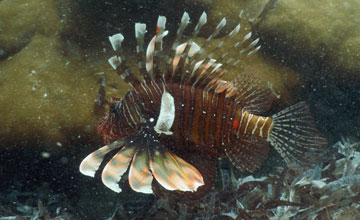 Indischer Rotfeuerfisch [Pterois miles]