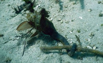 Spotted seahorse [Hippocampus kuda]