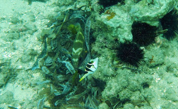 Valentinni's sharpnose puffer [Canthigaster valentini]