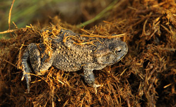 Südliche Pantherkröte [Amietophrynus gutturalis]