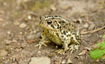 Amerikanische Kröte [Anaxyrus americanus americanus]