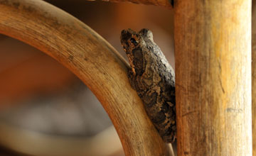 Grey foam-nest tree frog [Chiromantis xerampelina]