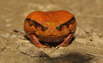 Tomatenfrosch [Dyscophus antongilii]