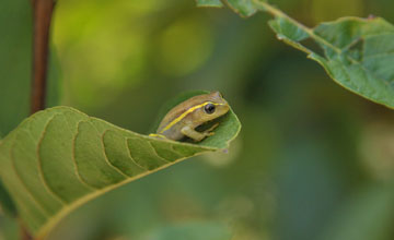 Heterixalus luteostriatus [Heterixalus luteostriatus]