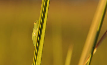 Wasserlilienfrosch [Hyperolius nasutus]