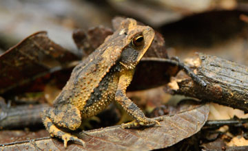 Golfkröte [Incilius valliceps]