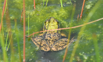 American bullfrog [Lithobates catesbeianus]