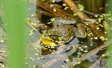 Green frog [Lithobates clamitans]