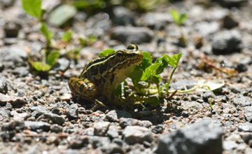 Northern leopard frog [Lithobates pipiens]