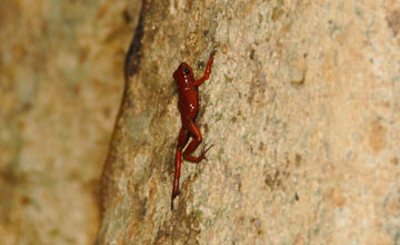 Strawberry poison-dart frog [Oophaga pumilio]