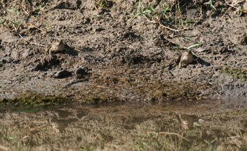 Teichfrosch [Pelophylax kl esculentus]