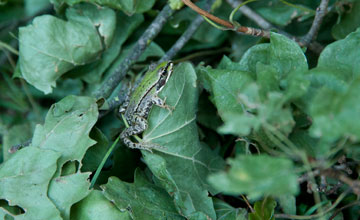 Seefrosch [Pelophylax ridibundus]