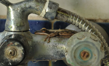 Common tree frog [Polypedates leucomystax]