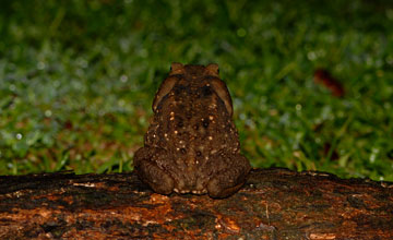 Mittelamerikanische Agakröte [Rhinella horribilis]