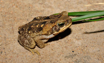 Aga-Kröte [Rhinella marina]