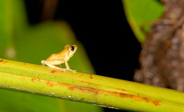 Scinax elaeochroa [Scinax elaeochroa]