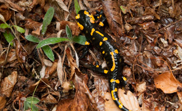 Feuersalamander [Salamandra salamandra]