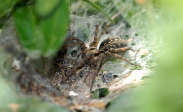 Labyrinthspinne [Agelena labyrinthica]