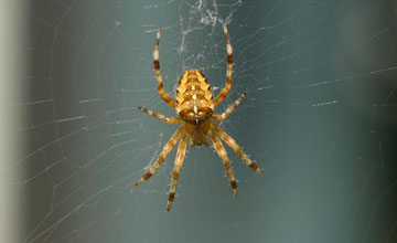 Gartenkreuzspinne [Araneus diadematus]