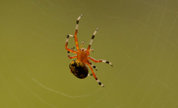 Marbled orb-weaver [Araneus marmoreus]