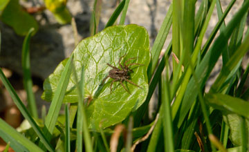 Wolfspinne [Arctosa maculata]