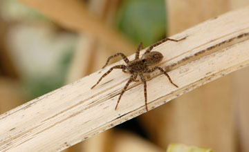 Wolfspinne [Arctosa stigmosa]