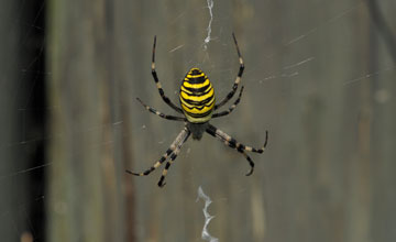 Wasp spider [Argiope bruennichi]