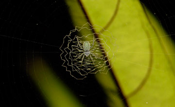 Argiope chloreides [Argiope chloreides]