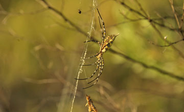 Argiope sp [Argiope sp]