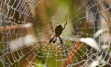 Banded garden spider [Argiope trifasciata]