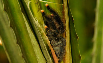 Gemeine Vogelspinne [Avicularia avicularia]