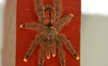 Avicularia minatrix [Avicularia minatrix]