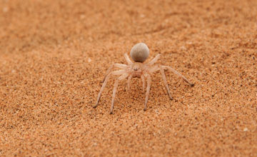 Wheel spider [Carparachne aureoflava]