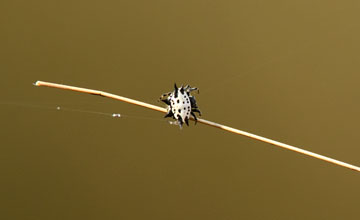 Spinybacked orbweaver [Gasteracantha cancriformis]