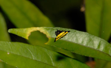 Gasteracantha hasselti [Gasteracantha hasselti]