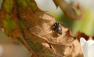 Kupfrige Sonnenspringspinne [Heliophanus cupreus]