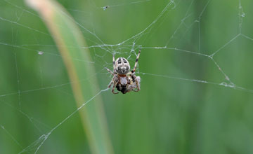 Schilfradspinne [Larinioides cornutus]