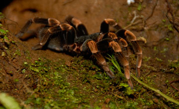 Rotbeinvogelspinne [Megaphobema mesomelas]