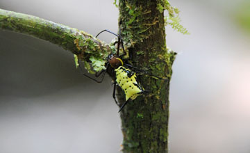 Micrathena miles [Micrathena miles]