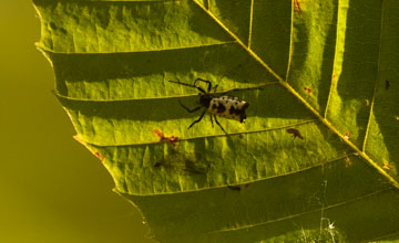 White micrathena [Micrathena mitrata]