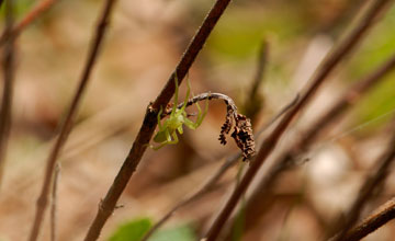 Grüne Huschspinne  [Micrommata virescens]