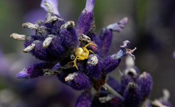 Goldenrod crab spider [Misumena vatia]